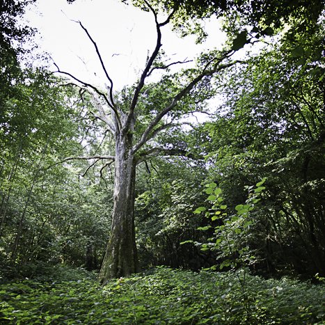 Forêt de Coëtquen, chêne des Forts #2 © Michel FLEURY <strong>Forêt de Coëtquen, chêne des Forts #2</strong> <small>© Michel FLEURY</small>