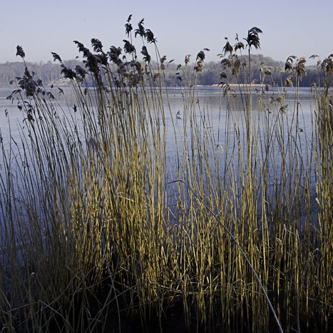 <strong>La roselière -plaine de Taden</strong> <small>© Michel FLEURY</small>