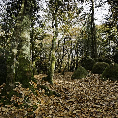 Forêt de Coëtquen, Rocher Durand #1 © Michel FLEURY <strong>Forêt de Coëtquen, Rocher Durand #1</strong> <small>© Michel FLEURY</small>