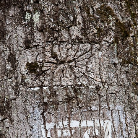 <strong>Coëtquen, marque forestière #2</strong> <small>© Michel FLEURY</small>
