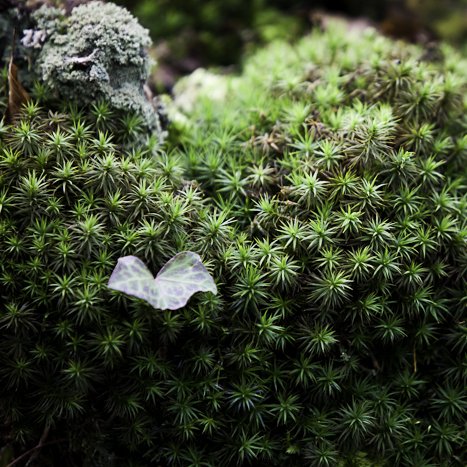 Forêt de Coëtquen, mousse, lichen #1 © Michel FLEURY <strong>Forêt de Coëtquen, mousse, lichen #1</strong> <small>© Michel FLEURY</small>