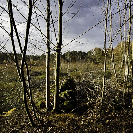 <strong>Forêt de Coëtquen #4</strong> <small>© Michel FLEURY</small>