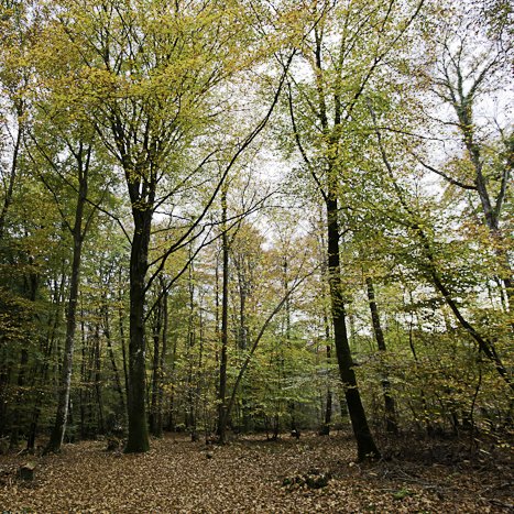 <strong>Forêt de Coëtquen #2</strong> <small>© Michel FLEURY</small>