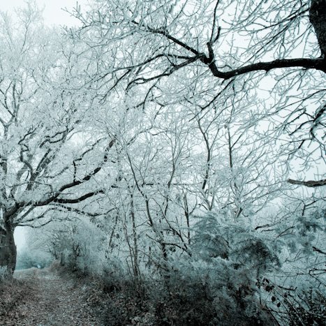 <strong>Saint-Suliac, arbre gelé au Mont-Garrot</strong> <small>© Michel FLEURY</small>
