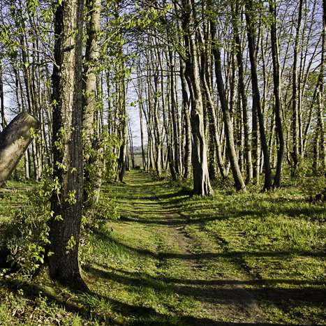 Menhir de la Tiemblais, Saint-Samson sur Rance © Michel FLEURY <strong>Menhir de la Tiemblais, Saint-Samson sur Rance</strong> <small>© Michel FLEURY</small>