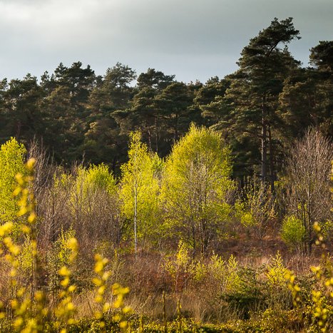 <strong>Forêt de Coëtquen #11</strong> <small>© Michel FLEURY</small>