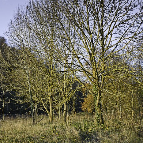 Méandre de la vieille rivière #7 © Michel FLEURY <strong>Méandre de la vieille rivière #7</strong> <small>© Michel FLEURY</small>