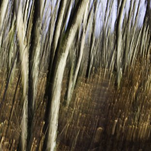 <strong>Chemin semblant</strong> <small>© Michel FLEURY</small>