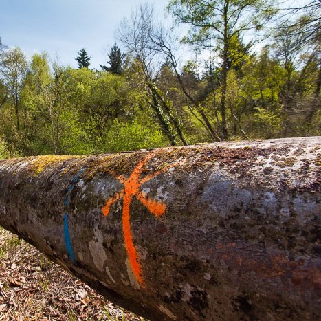 <strong>Forêt de Coëtquen #13</strong> <small>© Michel FLEURY</small>