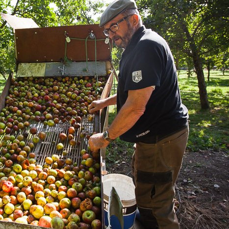 Loïc, cueilleur de pommes © Michel FLEURY <strong>Loïc, cueilleur de pommes </strong> <small>© Michel FLEURY</small>