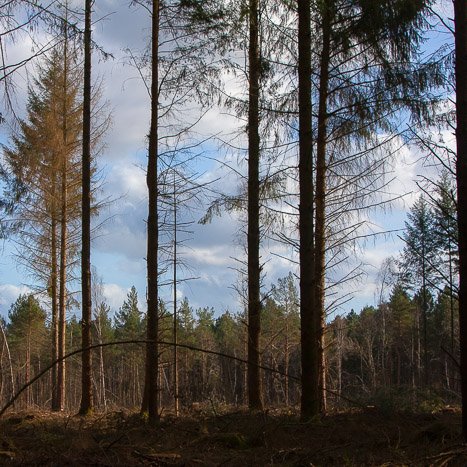 <strong>Forêt de Coëtquen #9</strong> <small>© Michel FLEURY</small>