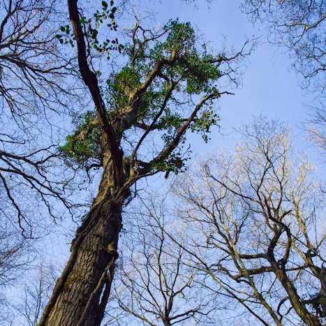 <strong>Forêt de Coëtquen #7</strong> <small>© Michel FLEURY</small>