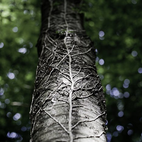 <strong>Parenthèse végétale #4</strong> <small>© Michel FLEURY</small>