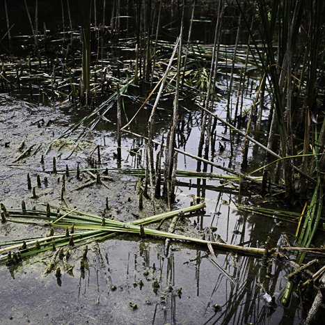 <strong>Zone humide au Quiou</strong> <small>© Michel FLEURY</small>