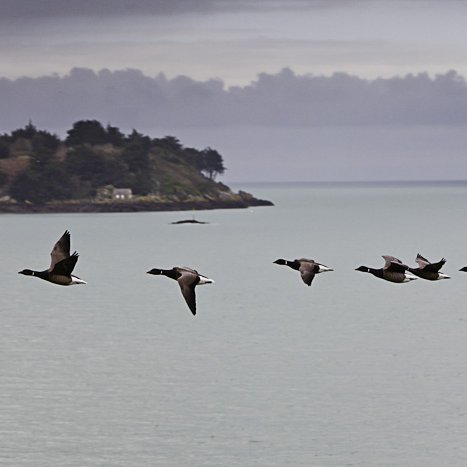 <strong>Passage d'oies devant les Ebihens</strong> <small>© Michel FLEURY</small>