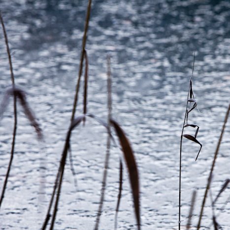 <strong>Parenthèse végétale #7</strong> <small>© Michel FLEURY</small>