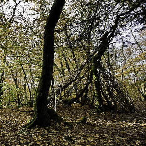 <strong>Forêt de Coëtquen #3</strong> <small>© Michel FLEURY</small>