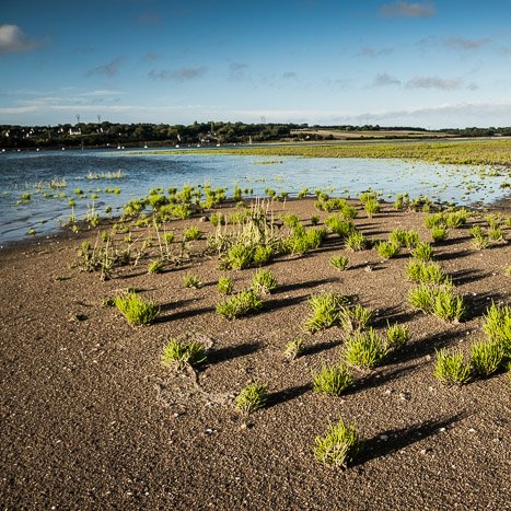 Salicornes sur la plage de la Ville-gers © Michel FLEURY <strong>Salicornes sur la plage de la Ville-gers</strong> <small>© Michel FLEURY</small>