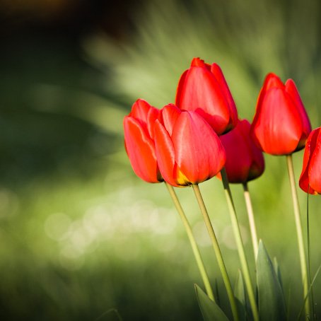 <strong>Rouge Printemps !</strong> <small>© Michel FLEURY</small>