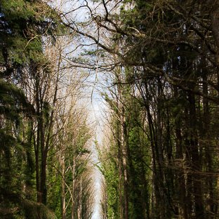 <strong>Forêt de Coëtquen #10</strong> <small>© Michel FLEURY</small>