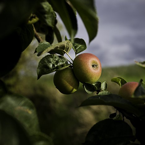 <strong>la beauté du fruit</strong> <small>© Michel FLEURY</small>