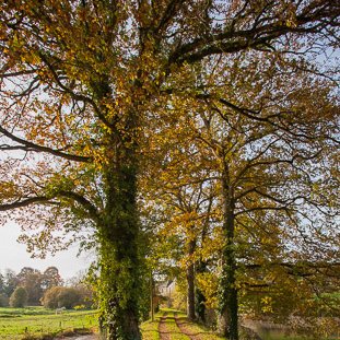 <strong>Calorguen, chemin d'automne</strong> <small>© Michel FLEURY</small>