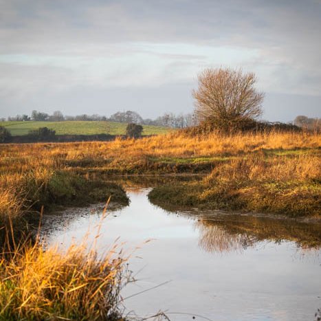 Immersion dans l'herbu des Bas-Champs © Michel FLEURY <strong>Immersion dans l'herbu des Bas-Champs</strong> <small>© Michel FLEURY</small>