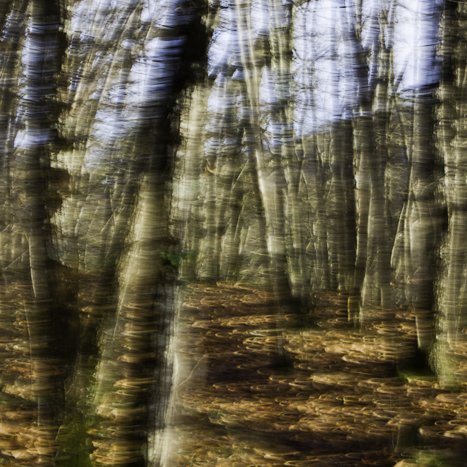 <strong>Parenthèse végétale #3</strong> <small>© Michel FLEURY</small>
