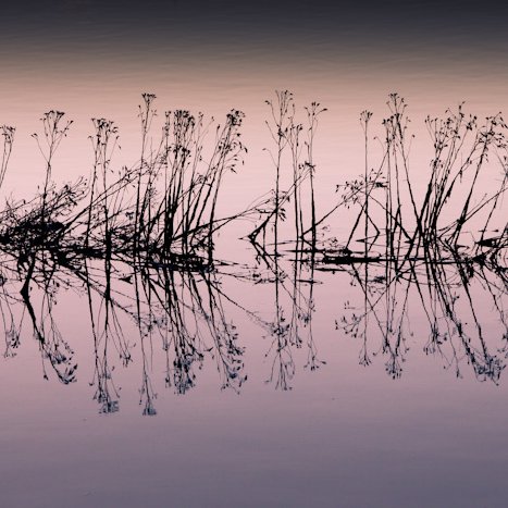 <strong>Parenthèse végétale #2</strong> <small>© Michel FLEURY</small>