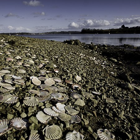 <strong>L'estran façon coquilles</strong> <small>© Michel FLEURY</small>
