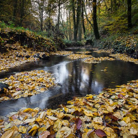Ruisseau de Coëtquen © Michel FLEURY <strong>Ruisseau de Coëtquen</strong> <small>© Michel FLEURY</small>