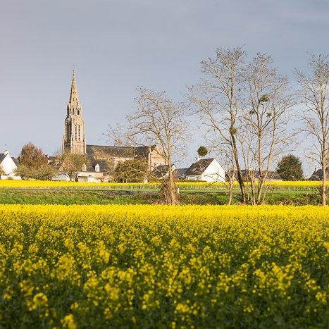 Pleudihen-sur-Rance, champ de colza © Michel FLEURY <strong>Pleudihen-sur-Rance, champ de colza</strong> <small>© Michel FLEURY</small>