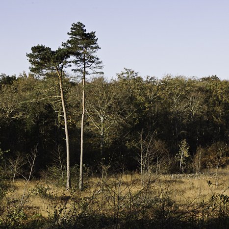 <strong>Forêt de Coëtquen #6</strong> <small>© Michel FLEURY</small>
