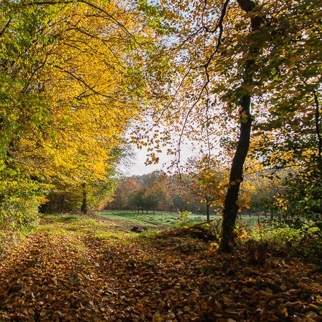 Sur les hauteurs...L'automne près du Val Hervelin © Michel FLEURY <strong>Sur les hauteurs...L'automne près du Val Hervelin</strong> <small>© Michel FLEURY</small>