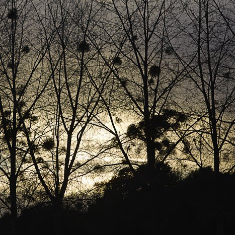 <strong>Taden, contrejour sur les arbres du bord de Rance</strong> <small>© Michel FLEURY</small>