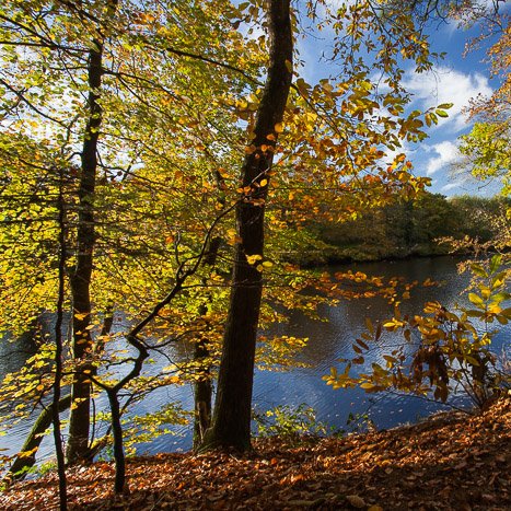 Forêt de Coëtquen, automne #3 © Michel FLEURY <strong>Forêt de Coëtquen, automne #3</strong> <small>© Michel FLEURY</small>