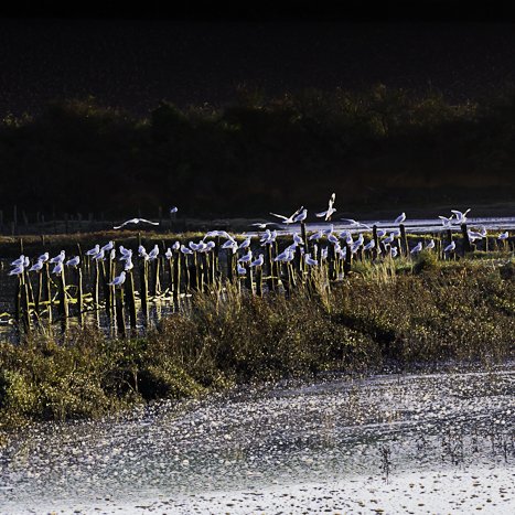 <strong>Le grand rassemblement - anse de Mordreuc</strong> <small>© Michel FLEURY</small>