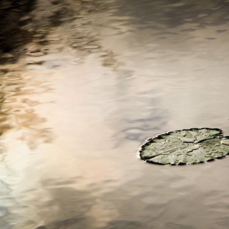 <strong>Des ronds dans l'eau...! étang de Bétineuc</strong> <small>© Michel FLEURY</small>