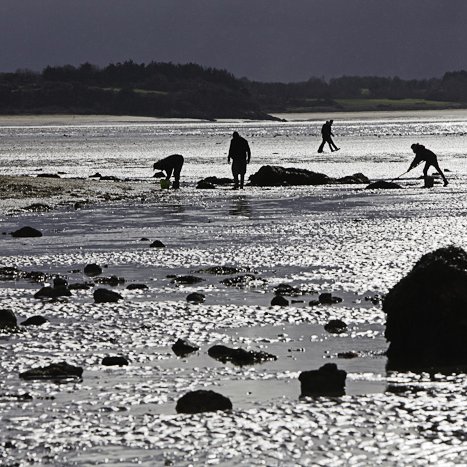 Pêche à pied à Saint-Jacut #2 © Michel FLEURY <strong>Pêche à pied à Saint-Jacut #2</strong> <small>© Michel FLEURY</small>