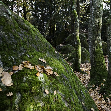 Forêt de Coëtquen, Rocher Durand #2 © Michel FLEURY <strong>Forêt de Coëtquen, Rocher Durand #2</strong> <small>© Michel FLEURY</small>