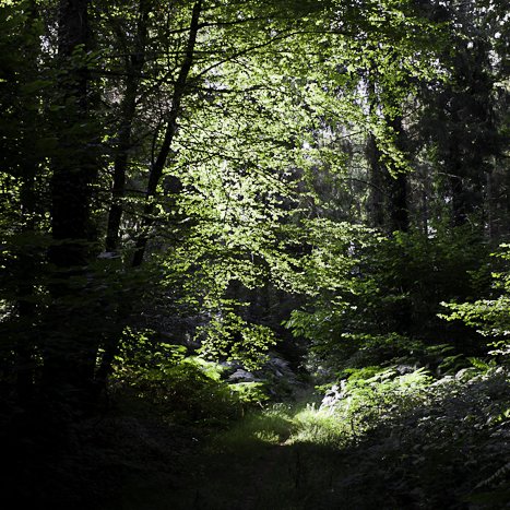 <strong>Forêt de Coëtquen #1</strong> <small>© Michel FLEURY</small>