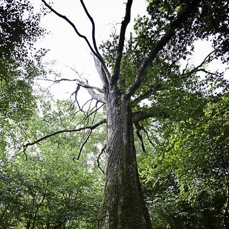 Forêt de Coëtquen, chêne des Forts #1 © Michel FLEURY <strong>Forêt de Coëtquen, chêne des Forts #1</strong> <small>© Michel FLEURY</small>