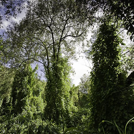 <strong>Lanvallay, Chantoiseau</strong> <small>© Michel FLEURY</small>