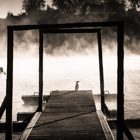 L'apparition...(Estuaire de la Rance) © Michel FLEURY <strong>L'apparition...(Estuaire de la Rance)</strong> <small>© Michel FLEURY</small>