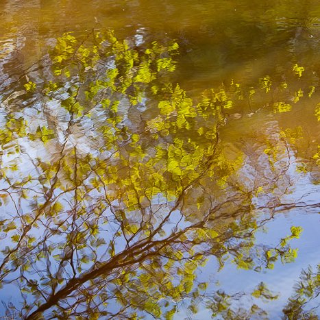 <strong>L'étang aux reflets </strong> <small>© Michel FLEURY</small>