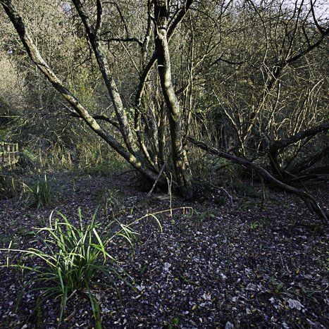 Méandre de la vieille rivière #4 © Michel FLEURY <strong>Méandre de la vieille rivière #4</strong> <small>© Michel FLEURY</small>