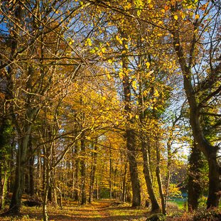 Sous-bois doré vers le Val Hervelin © Michel FLEURY <strong>Sous-bois doré vers le Val Hervelin</strong> <small>© Michel FLEURY</small>