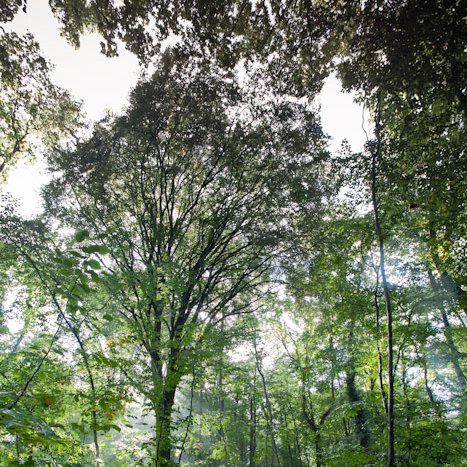 <strong>Forêt de Coëtquen #8</strong> <small>© Michel FLEURY</small>