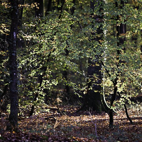 <strong>Forêt de Coëtquen #5</strong> <small>© Michel FLEURY</small>