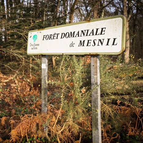 <strong>Forêt domanial du Mesnil</strong> <small>© Michel FLEURY</small>